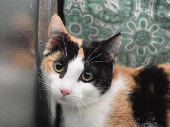 Domestic Short Hair Cats Available for Adoption - Evanfeline | PetCurious