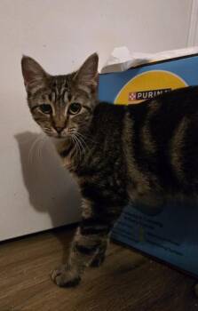 Rescue Tabby and Domestic Short Hair Cats for Adoption in Liverpool, Texas - Mocha | PetCurious