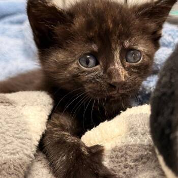 Dassela -  Domestic Short Hair Cat for Adoption in Cumming, Georgia - Dassela | PetCurious