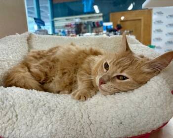 Domestic Medium Hair Cats Available for Adoption in Novato, California - Marzipan | PetCurious