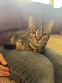 Rescue Domestic Short Hair Cats for Adoption in Gradyville, Kentucky - Tiana | PetCurious