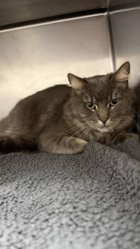 Domestic Long Hair Cats Available for Adoption - Firu | PetCurious