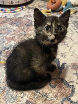 Tortoiseshell Cats Available for Adoption in Warren, New Jersey - Glitter | PetCurious