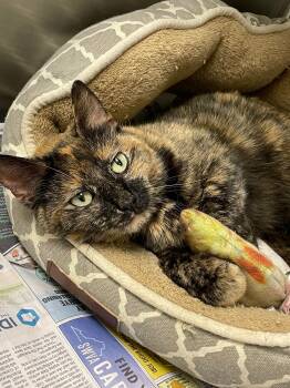 Rescue Domestic Short Hair Cats for Adoption in Covington, Virginia - Turtle | PetCurious