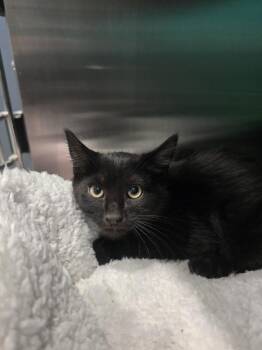 Robin -  Domestic Medium Hair Cat for Adoption in Wellington, Kansas - Robin | PetCurious