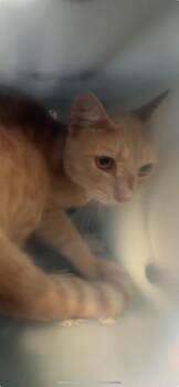 BASE LINE 2 -  Domestic Medium Hair Cat for Adoption in Rancho Cucamonga, California - BASE LINE 2 | PetCurious