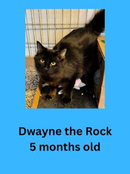 Dwayne the Rock -  Domestic Long Hair Cat for Adoption in Ravenna, Ohio - Dwayne The Rock | PetCurious