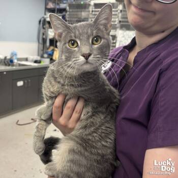 Domestic Short Hair Cats Available for Adoption in Washington, District Of Columbia - Johnny | PetCurious