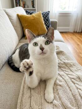 Pookie -  Domestic Short Hair and Tabby Cat for Adoption in Macedonia, Ohio - Pookie | PetCurious