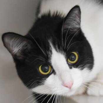 Izzy -  Domestic Short Hair Cat for Adoption in Redwood City, California - Izzy | PetCurious