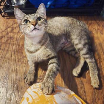 Rainbow Kitten Surprise -  Domestic Short Hair Cat for Adoption in Austin, Texas - Rainbow Kitten Surprise | PetCurious