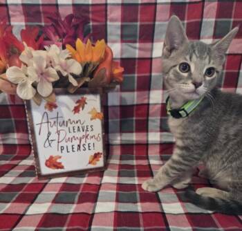 Rescue Domestic Short Hair Cats for Adoption in Hagerstown, Maryland - NORI | PetCurious