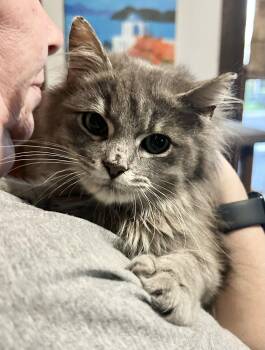 Domestic Long Hair and Maine Coon Cats Available for Adoption - Lamby Napa | PetCurious
