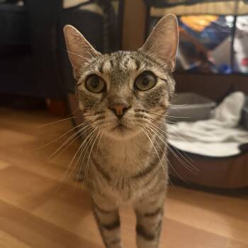Rescue Domestic Short Hair Cats for Adoption in Davis, California - Nessie | PetCurious
