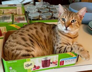 Margie-LAP CAT -  Bengal Cat for Adoption - Margie-LAP CAT | PetCurious