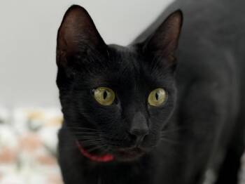 Domestic Short Hair Cats Available for Adoption in Portland, Oregon - Cupcake | PetCurious