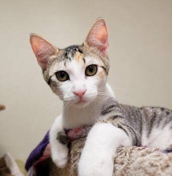 Domestic Short Hair Cats Available for Adoption in Lodi, California - Pose | PetCurious