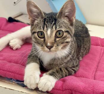 Tabby Cats Available for Adoption - Rudi | PetCurious