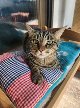Ellie -  Domestic Short Hair and Tabby Cat for Adoption in Magnolia Springs, Alabama - Ellie | PetCurious
