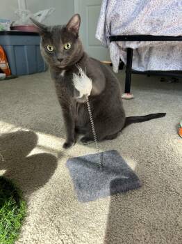 Mia -  Domestic Short Hair Cat for Adoption in Sanford, North Carolina - Mia | PetCurious