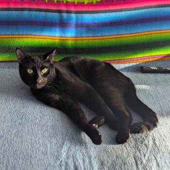 Mace Windu -  Domestic Short Hair Cat for Adoption in Chicago, Illinois - Mace Windu | PetCurious