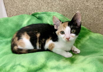 Rescue Domestic Short Hair and Calico Cats for Adoption in Mccormick, South Carolina - ILeah | PetCurious