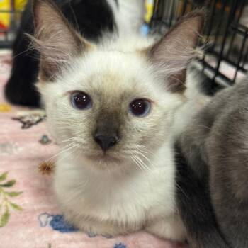 Solars -  Siamese Cat for Adoption in NEW PT RICHEY, Florida - Solars | PetCurious