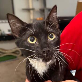 Allie -  Domestic Short Hair Cat for Adoption in Midland, Texas - Allie | PetCurious