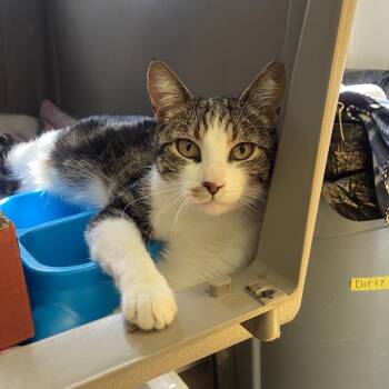 Jamie -  Domestic Short Hair Cat for Adoption in Spokane, Washington - Jamie | PetCurious