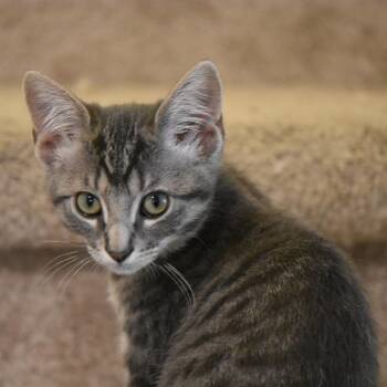 Pauly -  Domestic Short Hair Cat for Adoption in Fort Worth, Texas - Pauly | PetCurious