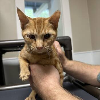 Rescue Domestic Short Hair Cats for Adoption in Blue Ridge, Georgia - Angela | PetCurious