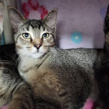 Hedgehog -  Domestic Short Hair Cat for Adoption in Walker, Michigan - Hedgehog | PetCurious