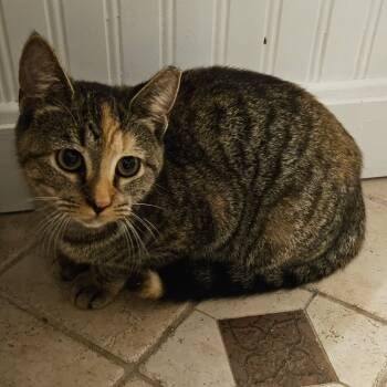 Hazel Coming In -  Torbie Cat for Adoption in Clifton, New Jersey - Hazel Coming In | PetCurious