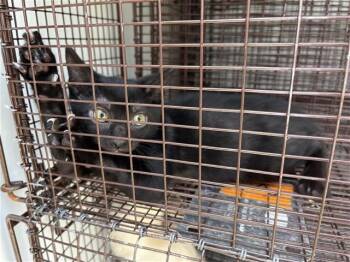 A658860 -  Domestic Short Hair Cat for Adoption in Houston, Texas - A658860 | PetCurious