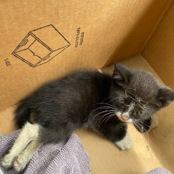 Rescue Domestic Short Hair Cats for Adoption in New York, New York - Bounty | PetCurious