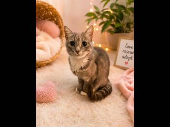 Daisy -  Domestic Short Hair Cat for Adoption in Dover, Tennessee - Daisy | PetCurious