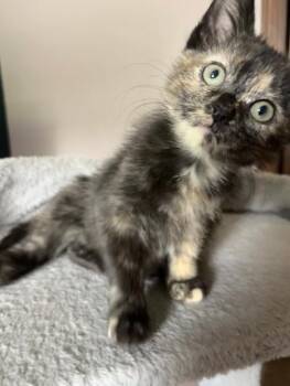 Tortellina -  Domestic Short Hair Cat for Adoption in Mokena, Illinois - Tortellina | PetCurious