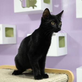 Delaney -  Domestic Short Hair Cat for Adoption in Mckean, Pennsylvania - Delaney | PetCurious