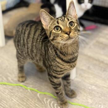 Rosie -  Domestic Short Hair Cat for Adoption in Ridgely, Maryland - Rosie | PetCurious