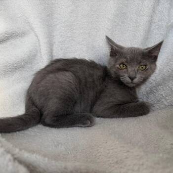 Buckeye -  Domestic Short Hair Cat for Adoption in La Grange, Kentucky - Buckeye | PetCurious