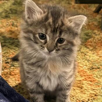 Tabby and Calico Cats Available for Adoption in Johnson City, Tennessee - Wynn | PetCurious