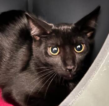 Briar -  Domestic Medium Hair Cat for Adoption - Briar | PetCurious