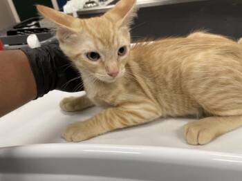 A1926335 -  Domestic Short Hair Cat for Adoption in Thousand Palms, California - A1926335 | PetCurious