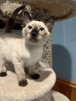 Gatsby -  Domestic Short Hair Cat for Adoption in Emerald Isle, North Carolina - Gatsby | PetCurious
