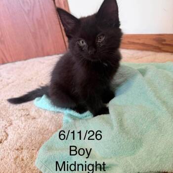 Midnightt C12230 -  Domestic Short Hair Cat for Adoption - Midnightt C12230 | PetCurious