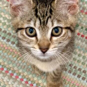 Rescue Tabby Cats for Adoption in Hoquiam, Washington - April - Loving And Fun | PetCurious