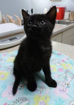 Jelly (JB2 Litter) -  Domestic Long Hair Cat Available for Adoption in Baltimore, Maryland - Jelly (JB2 Litter) | PetCurious