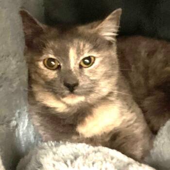 Domestic Short Hair Cats Available for Adoption - Kali | PetCurious