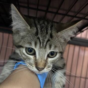 Cosmo -  Domestic Short Hair Cat for Adoption in Lakeland, Florida - Cosmo | PetCurious