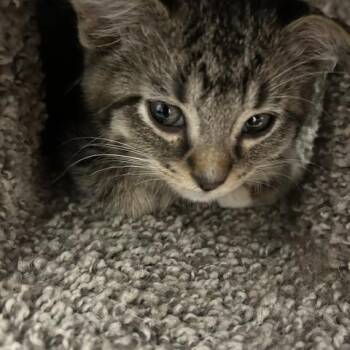 Ghost -  Domestic Short Hair Cat for Adoption in Bryan, Ohio - Ghost | PetCurious